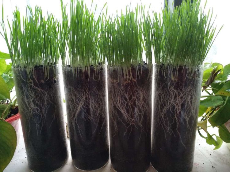 生物菌肥为啥比有机肥价格贵 ?它的作用区别到底在哪? 生物菌肥为啥比有机肥价格贵 ?它的作用区别到底在哪?